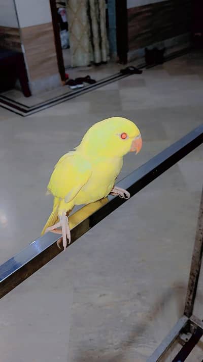 yellow rignack