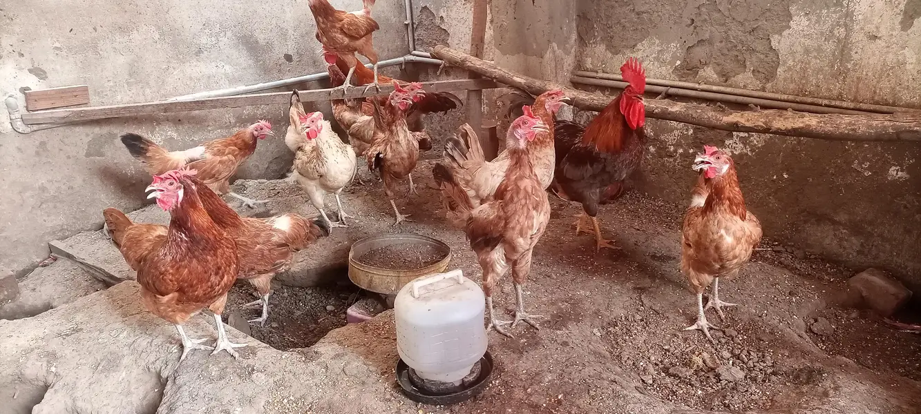 Desi Hen/Desi Murgi/Desi Murga — photo 2