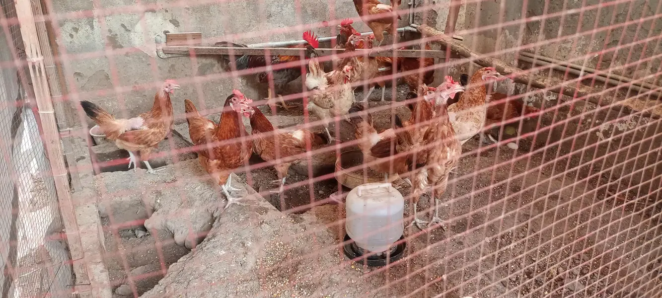 Desi Hen/Desi Murgi/Desi Murga — photo 3