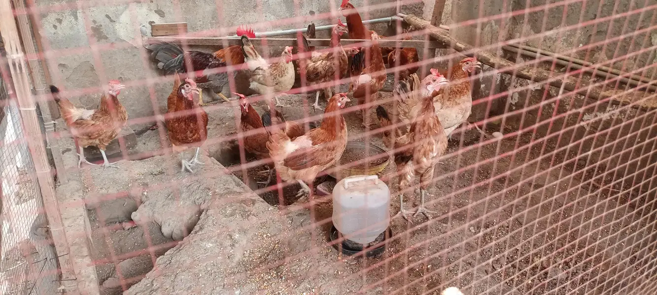 Desi Hen/Desi Murgi/Desi Murga — photo 4