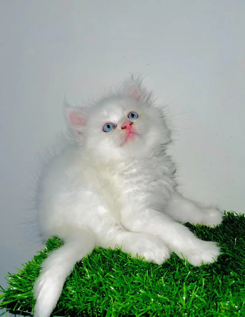 White Persian Kittens/Triple coated/blue eyes/Cats/Male/Female — photo 3