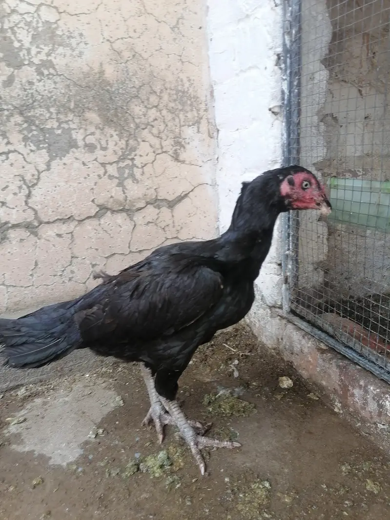 Mushki pathi — photo 2
