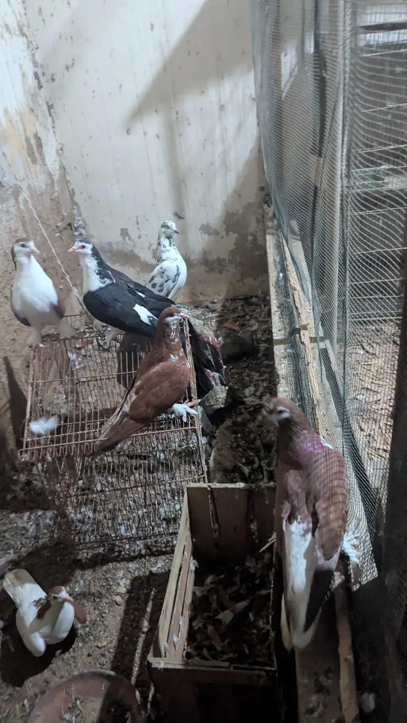 elegant pigeon