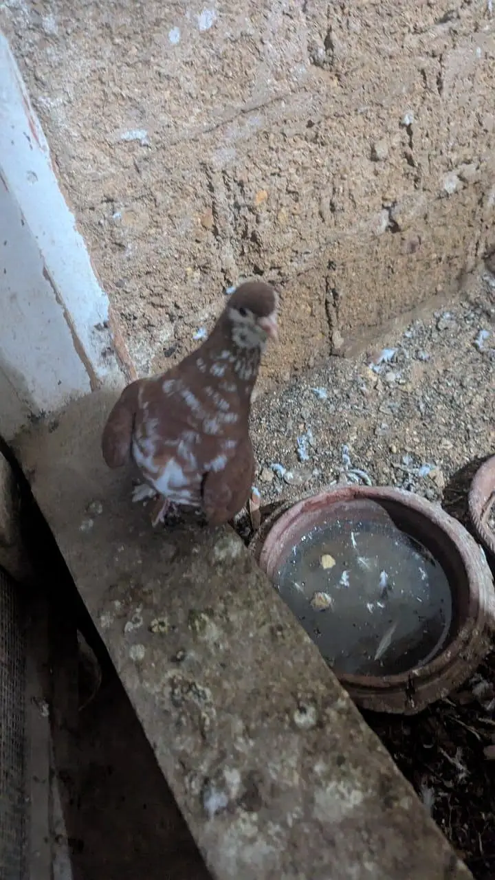 elegant pigeon — photo 2
