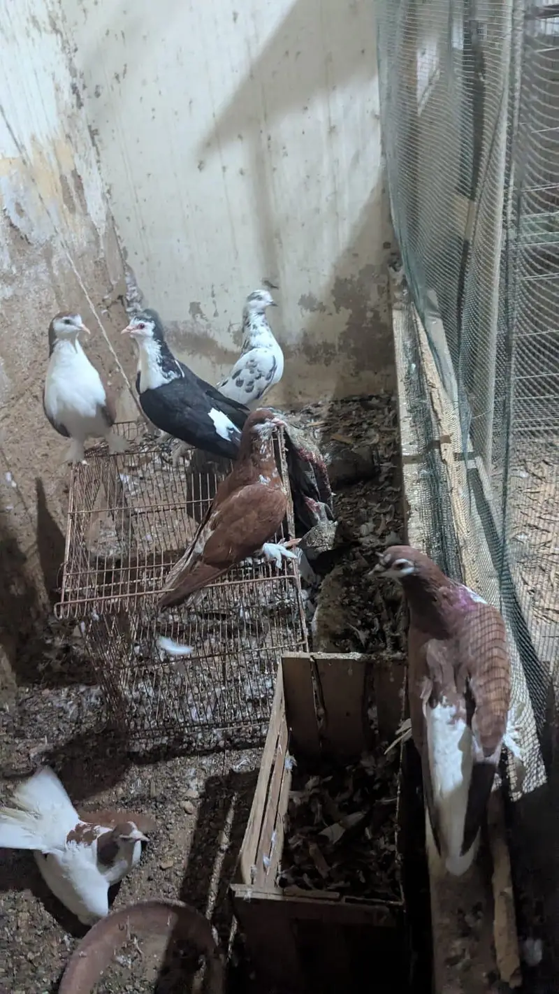 elegant pigeon — photo 3
