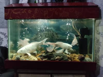  Premium Home Aquarium For Sale 