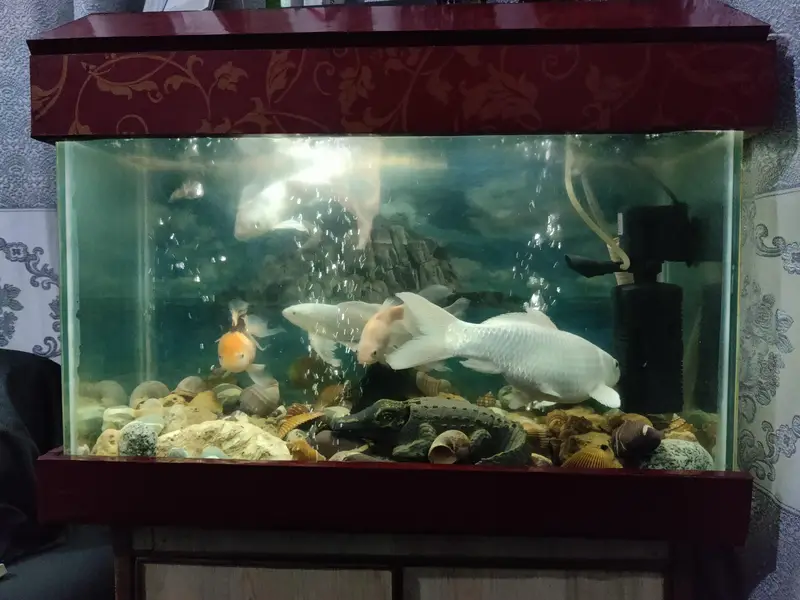  Premium Home Aquarium For Sale  — photo 2