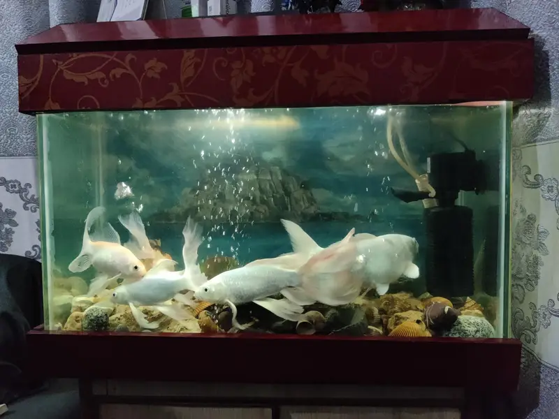  Premium Home Aquarium For Sale  — photo 3