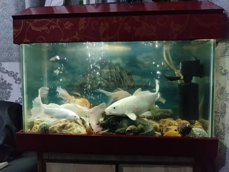  Premium Home Aquarium For Sale  — photo 4