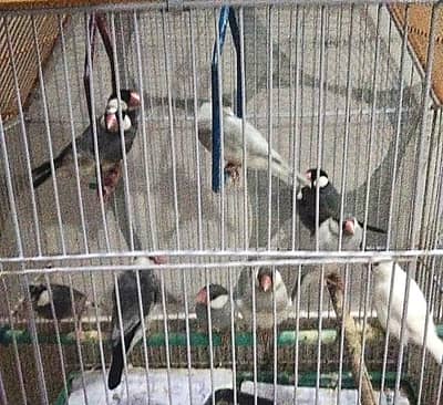 Java original Birds