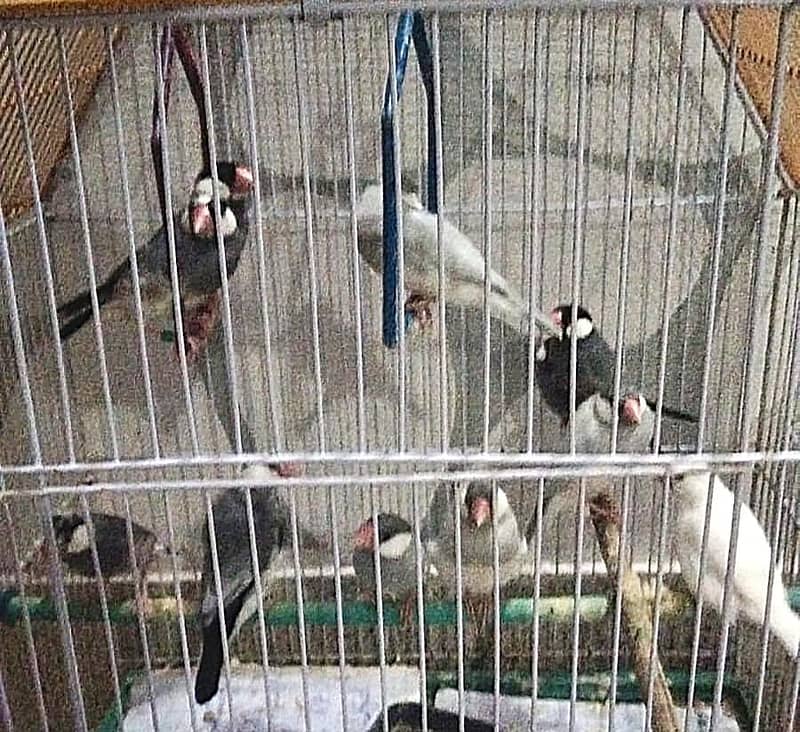 Java original Birds 0
