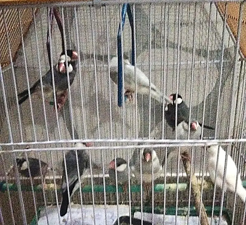 Java original Birds