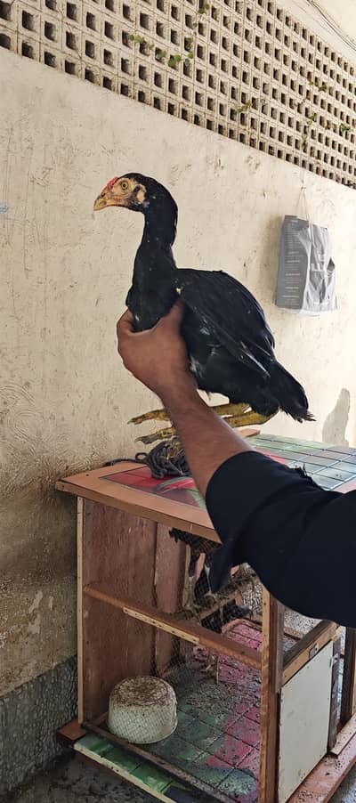 4 morgay 6 month age with cage