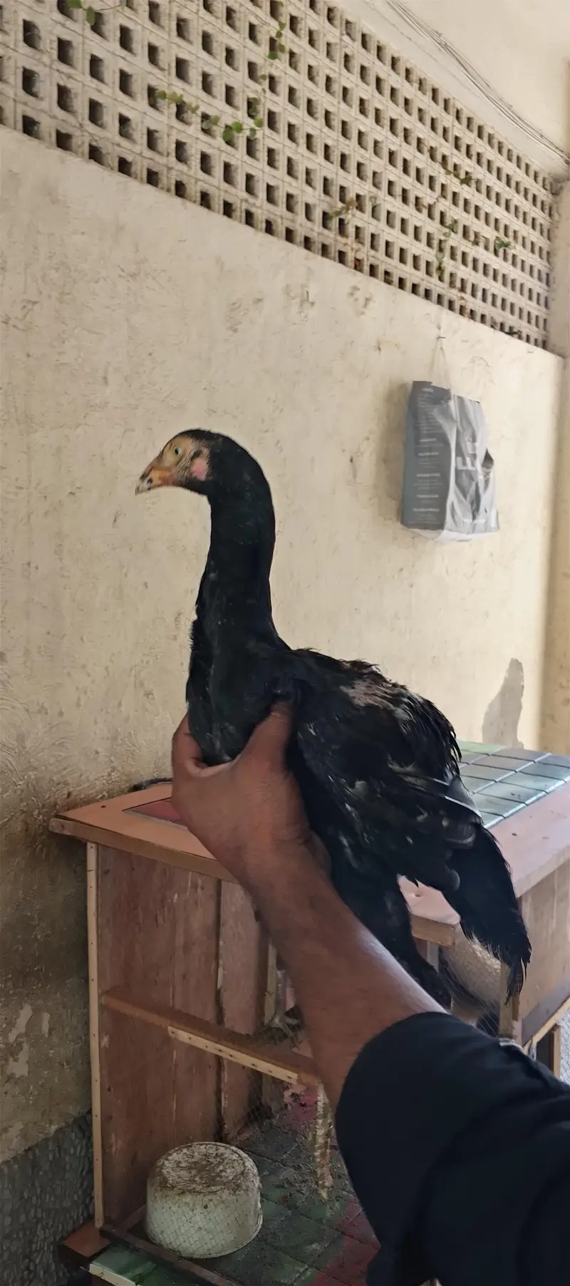 4 morgay 6 month age with cage — photo 2
