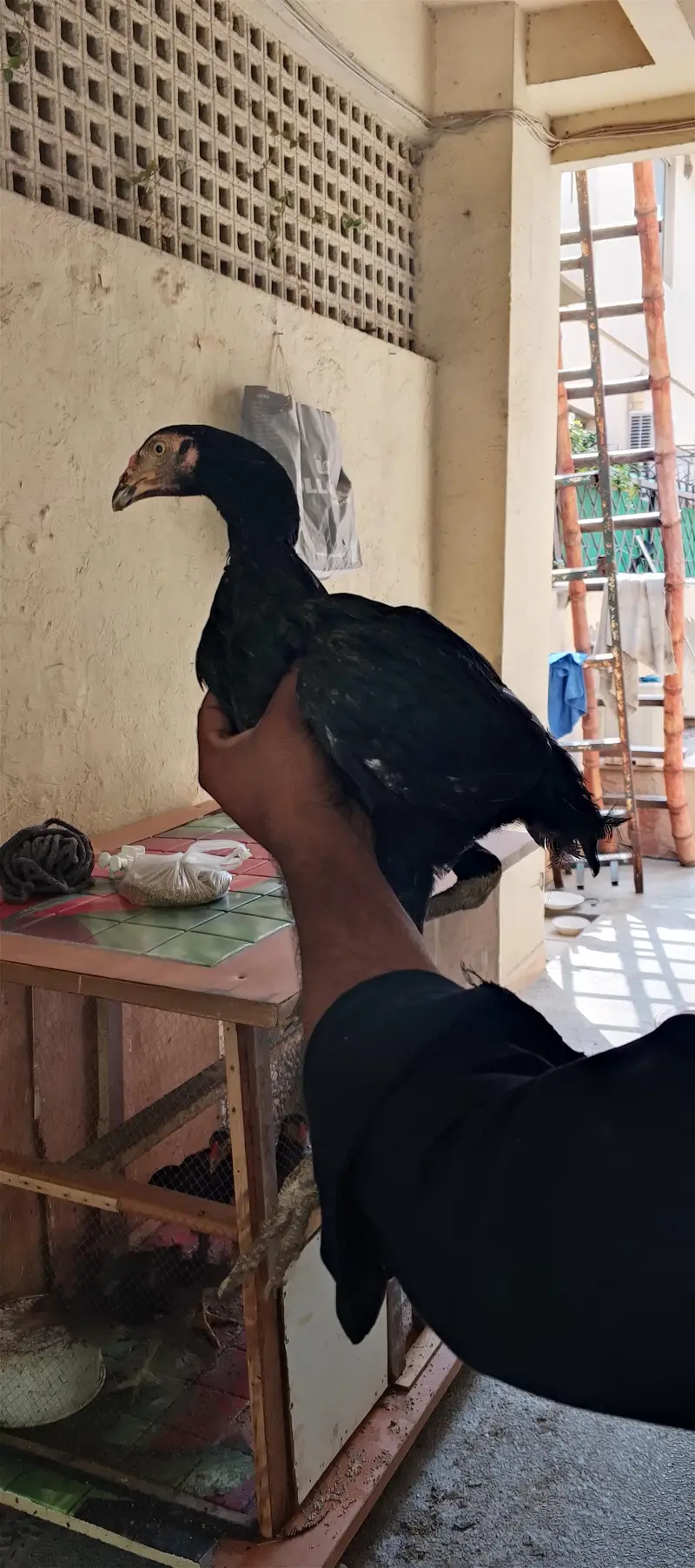 4 morgay 6 month age with cage — photo 5