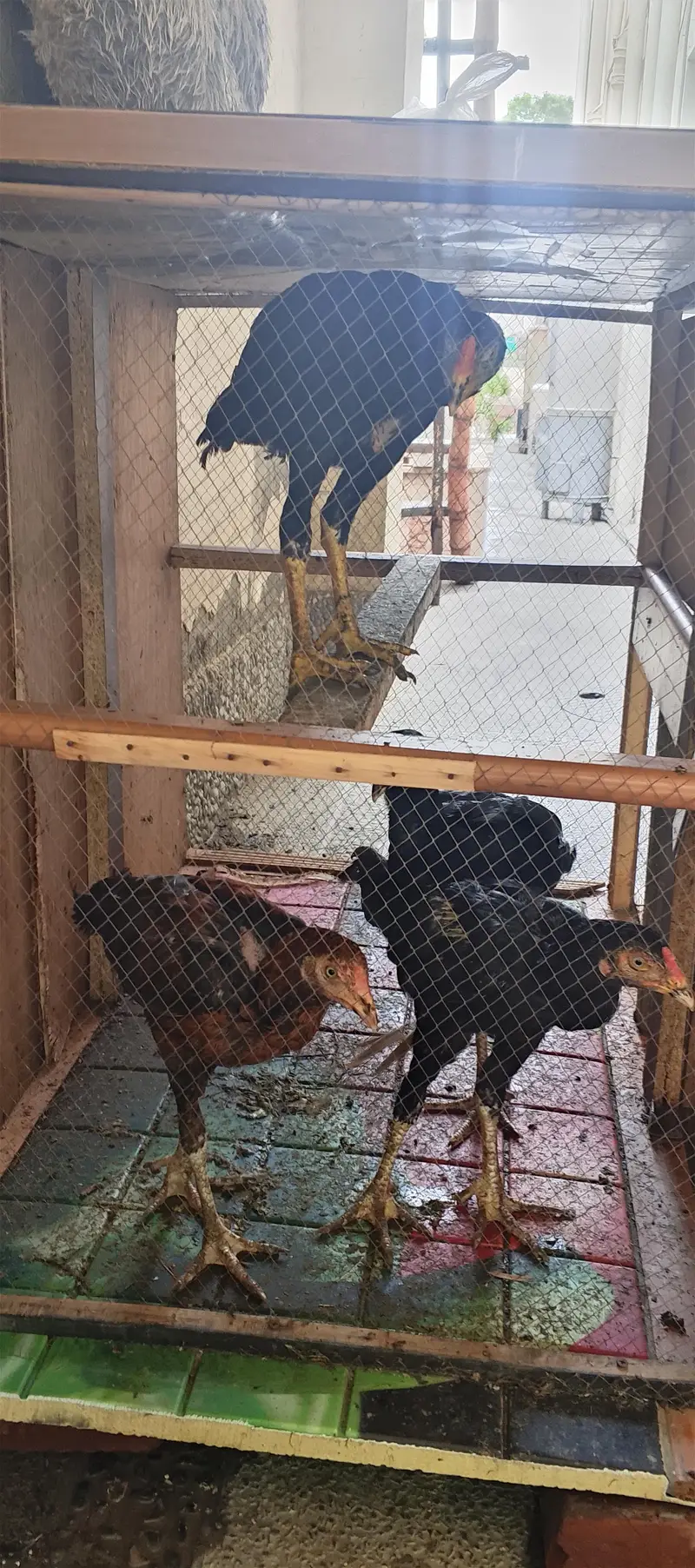 4 morgay 6 month age with cage — photo 6
