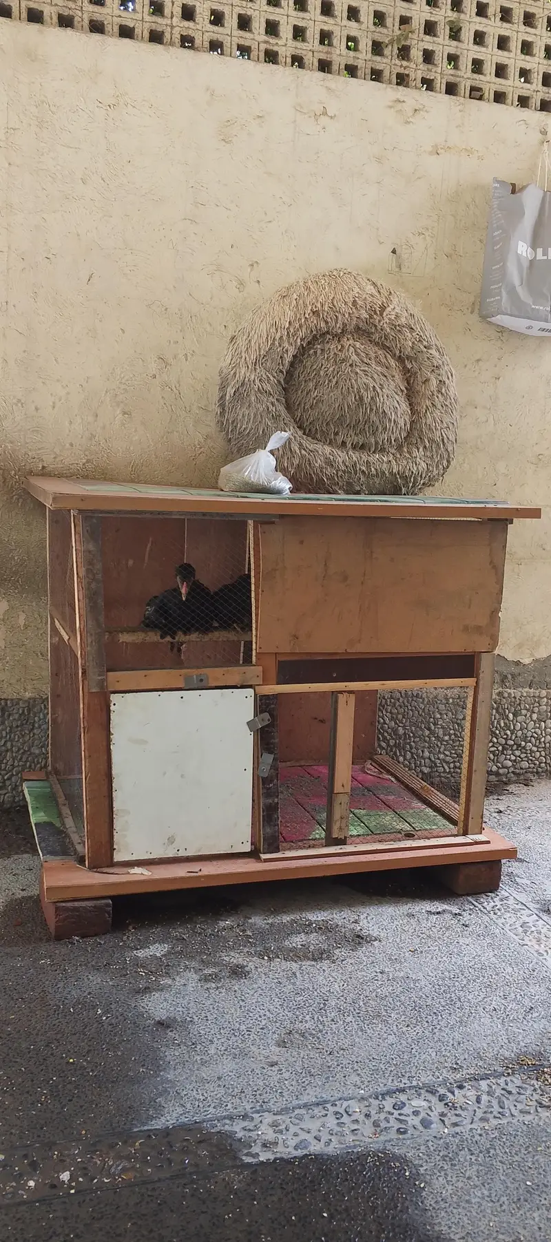 4 morgay 6 month age with cage — photo 7
