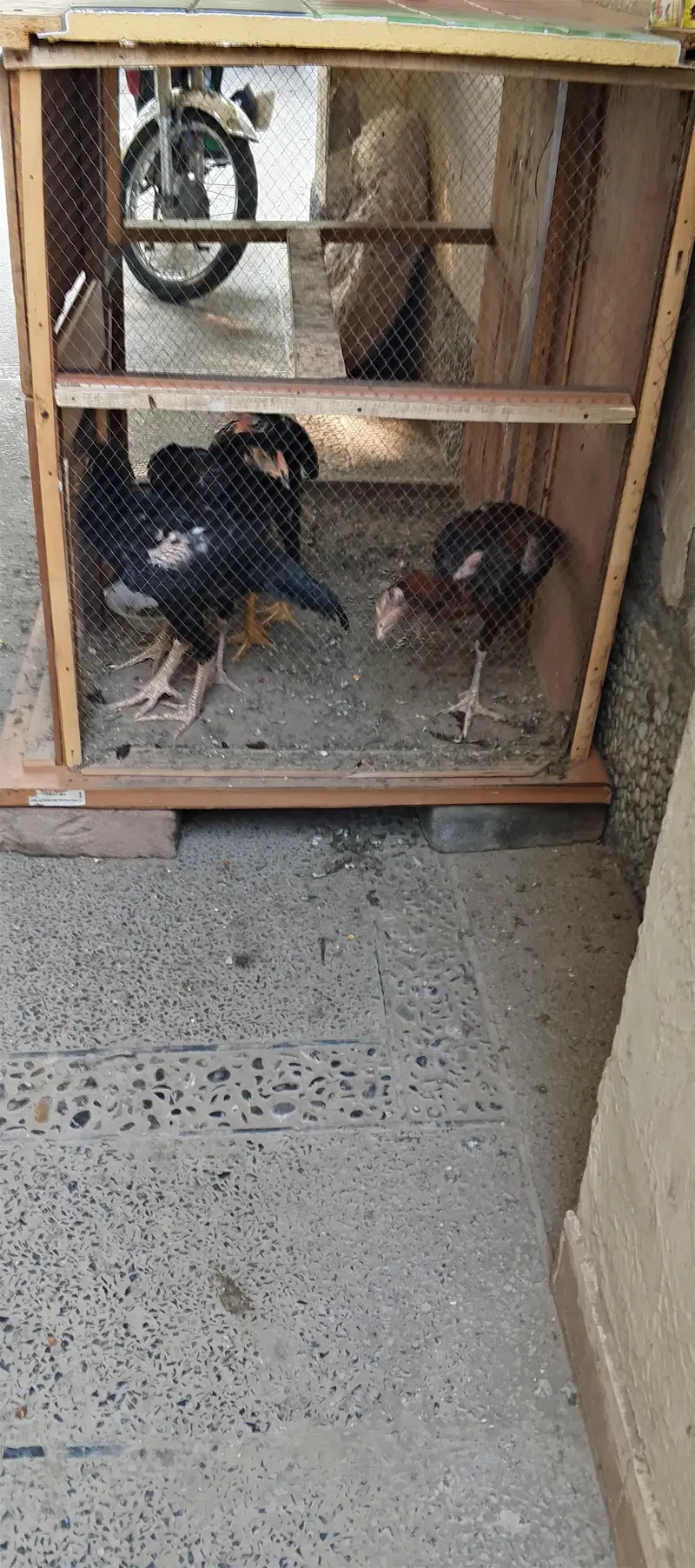 4 morgay 6 month age with cage — photo 8