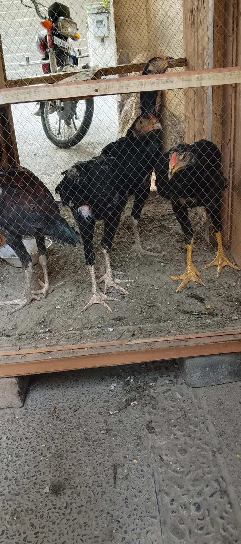 4 morgay 6 month age with cage — photo 9