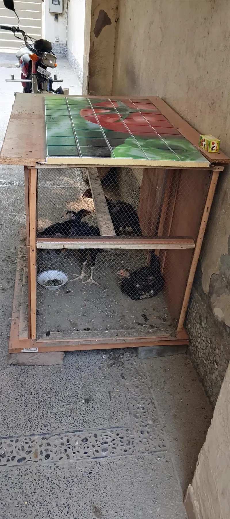 4 morgay 6 month age with cage — photo 10
