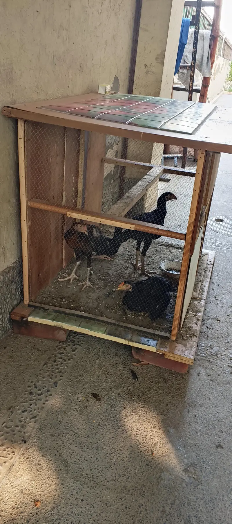 4 morgay 6 month age with cage — photo 11