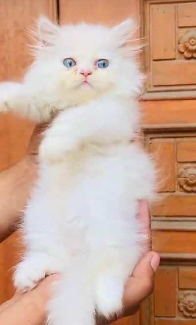 pure Persian cats vaccinated and healthy active WhatsApp/0346/4644037/