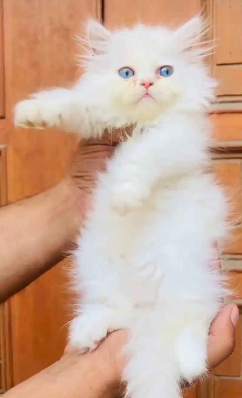 pure Persian cats vaccinated and healthy active WhatsApp/0346/4644037/ — photo 2