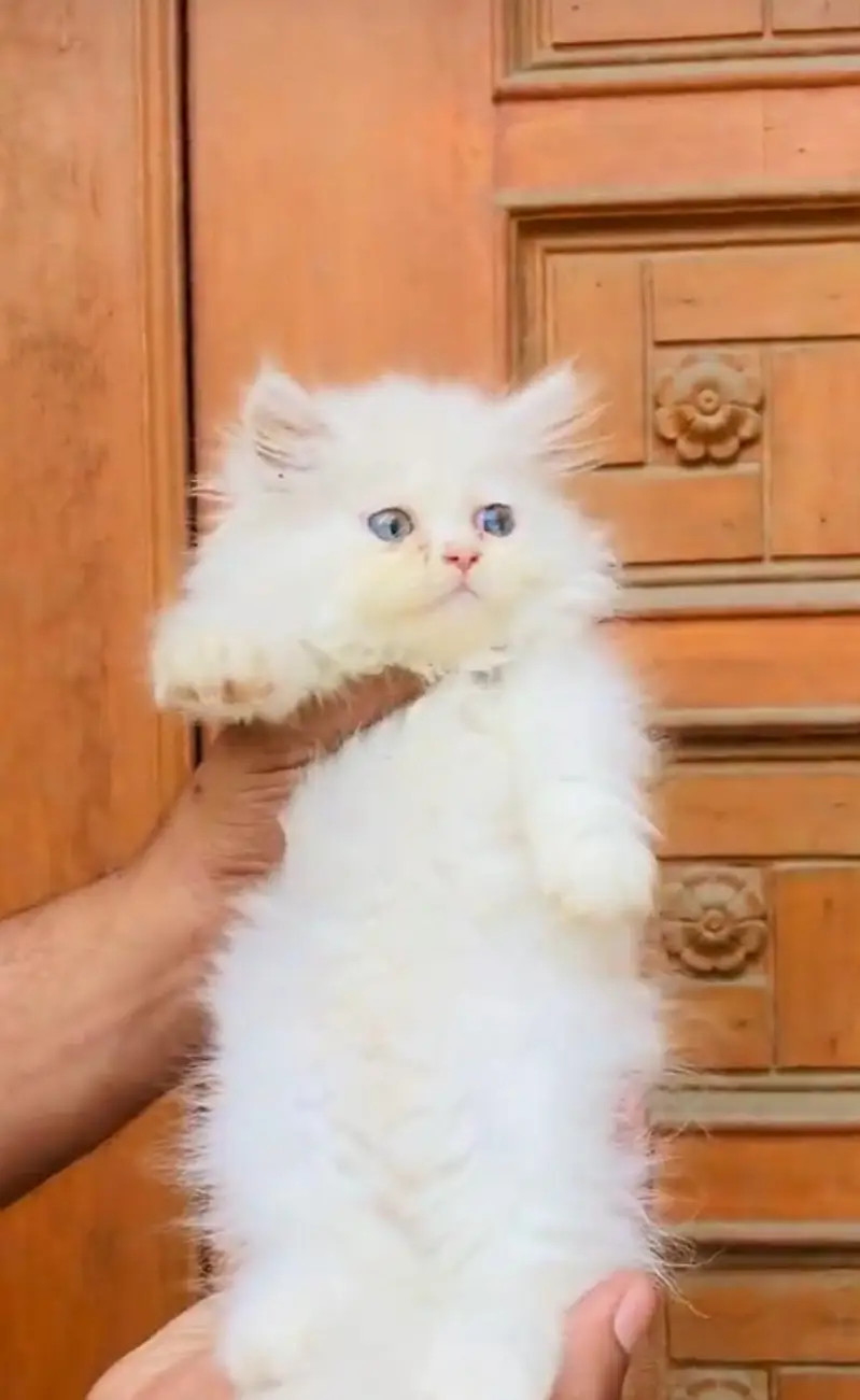 pure Persian cats vaccinated and healthy active WhatsApp/0346/4644037/ — photo 3