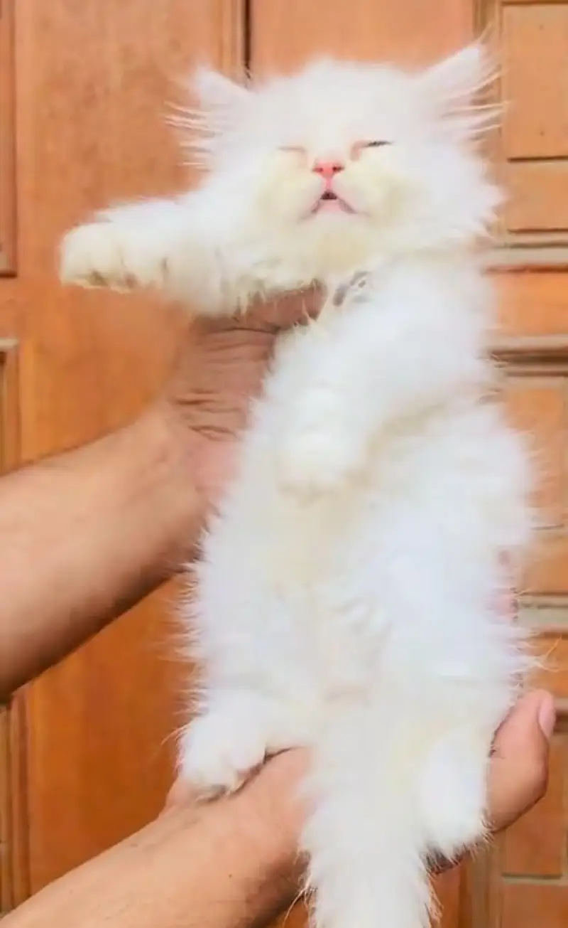 pure Persian cats vaccinated and healthy active WhatsApp/0346/4644037/ — photo 4