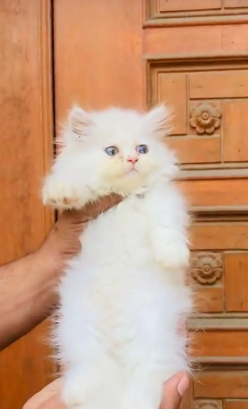 pure Persian cats vaccinated and healthy active WhatsApp/0346/4644037/ — photo 5