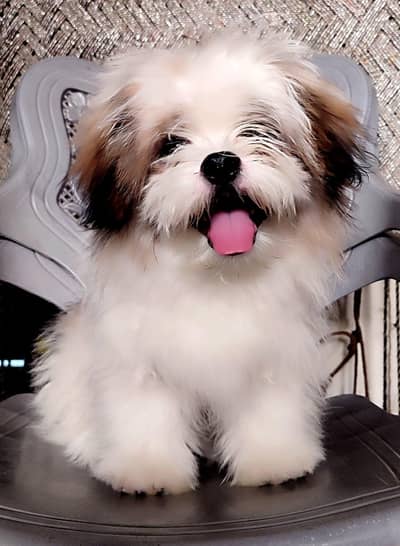 shihtzu puppy