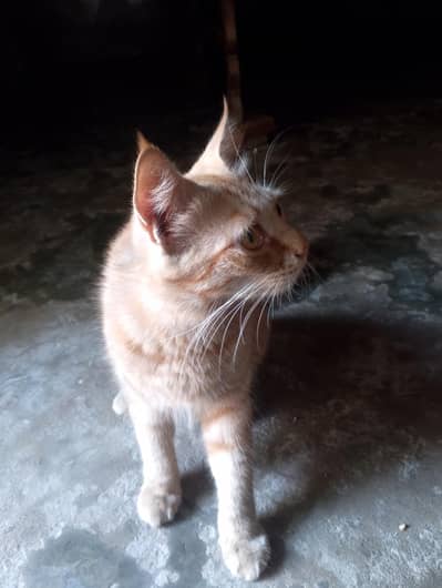 Orange Tabby Kitten cat