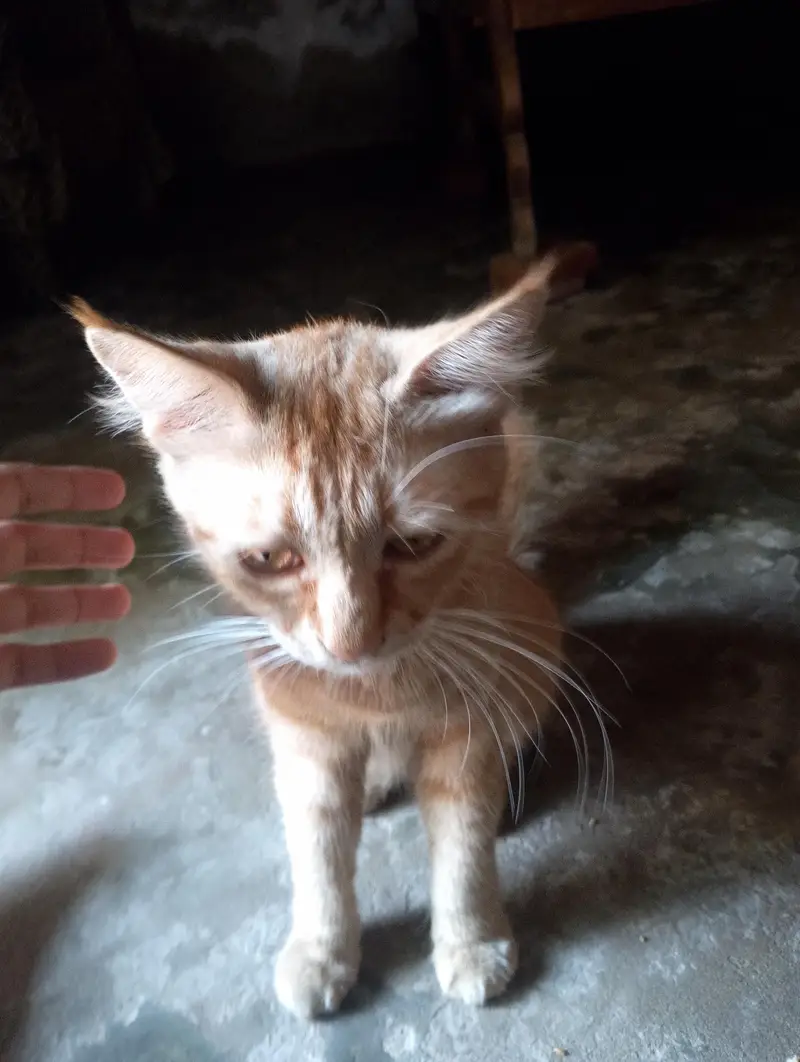 Orange Tabby Kitten cat — photo 2
