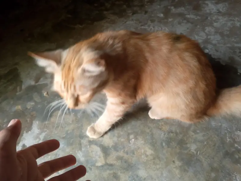 Orange Tabby Kitten cat — photo 3