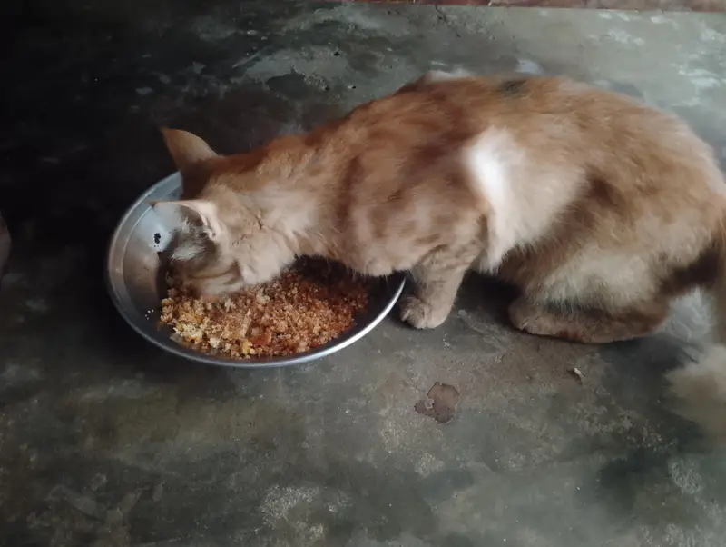 Orange Tabby Kitten cat — photo 4