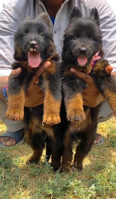 German shepherd puppy for sale
