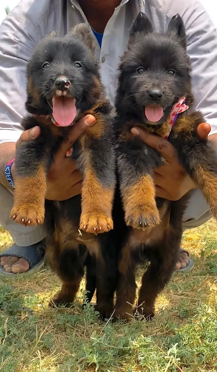 German shepherd puppy for sale