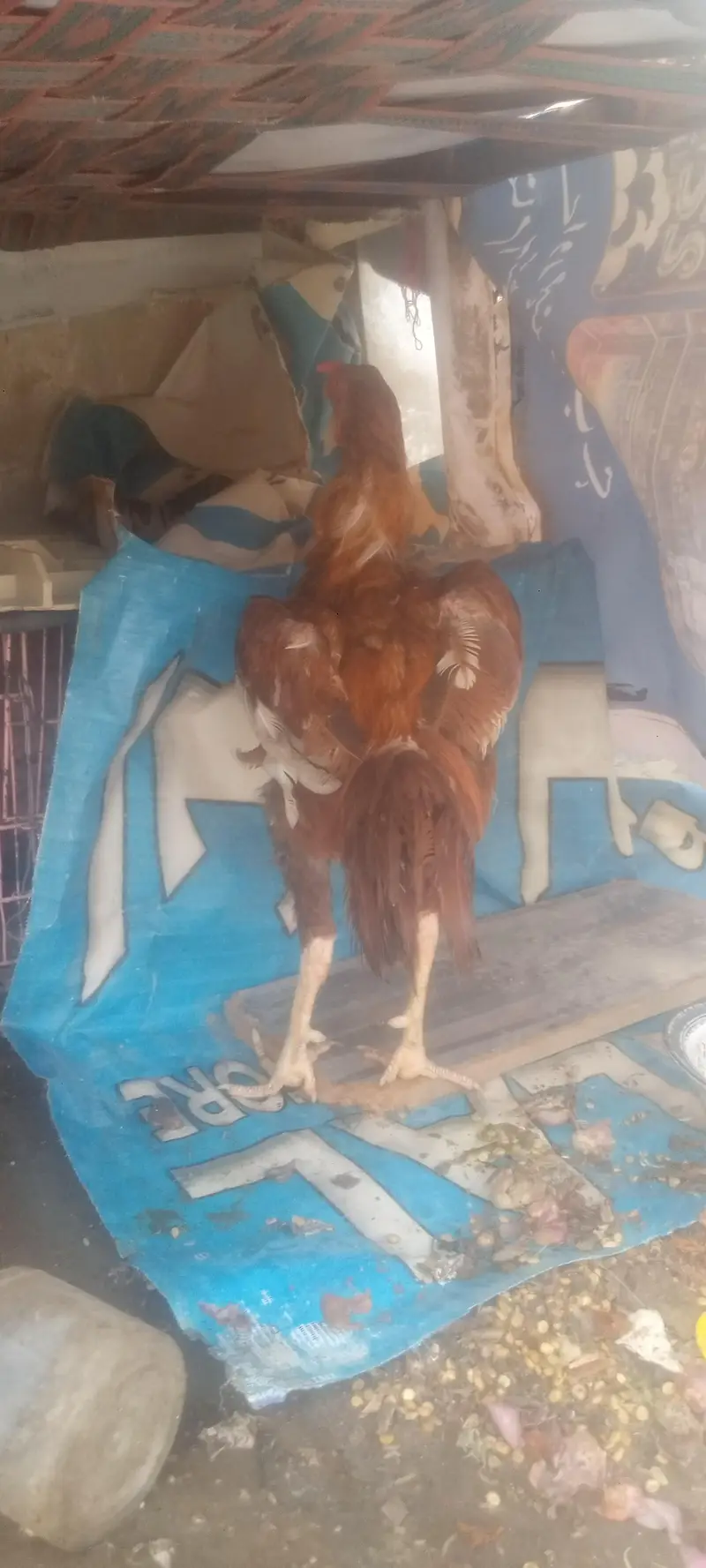 aseel peela murga — photo 5