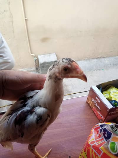 Pure Aseel Mianwali murgi