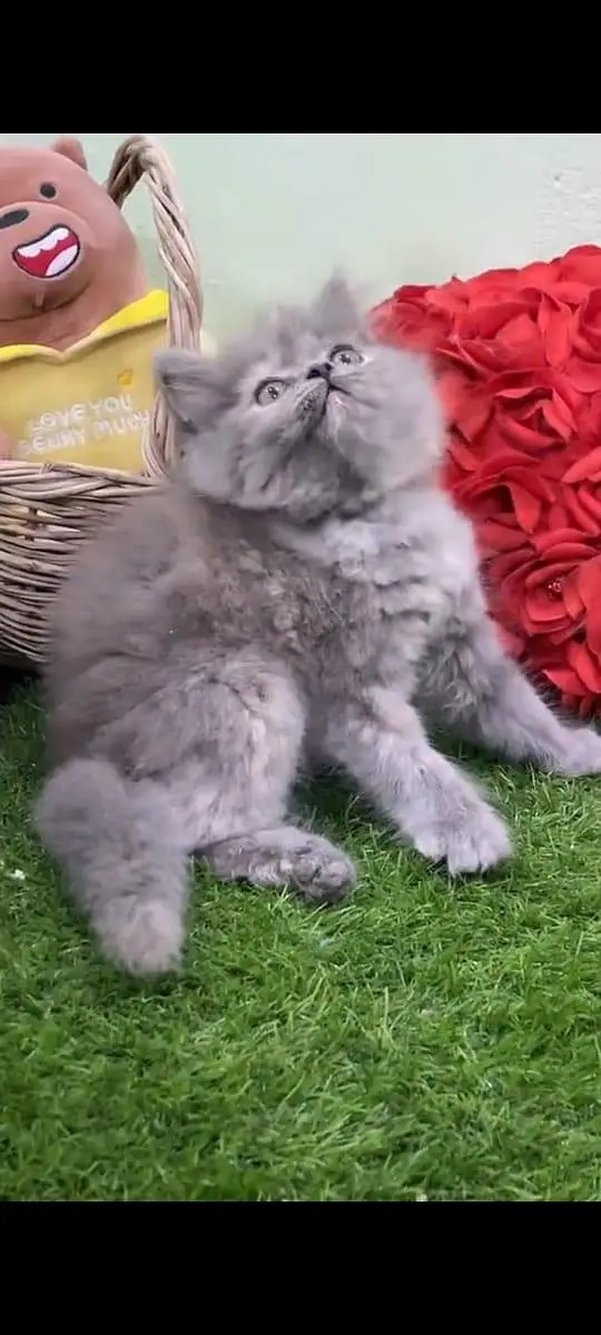 pure Persian cats vaccinated and healthy active WhatsApp/0346/4644037/ — photo 2