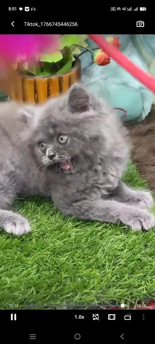 pure Persian cats vaccinated and healthy active WhatsApp/0346/4644037/ — photo 3