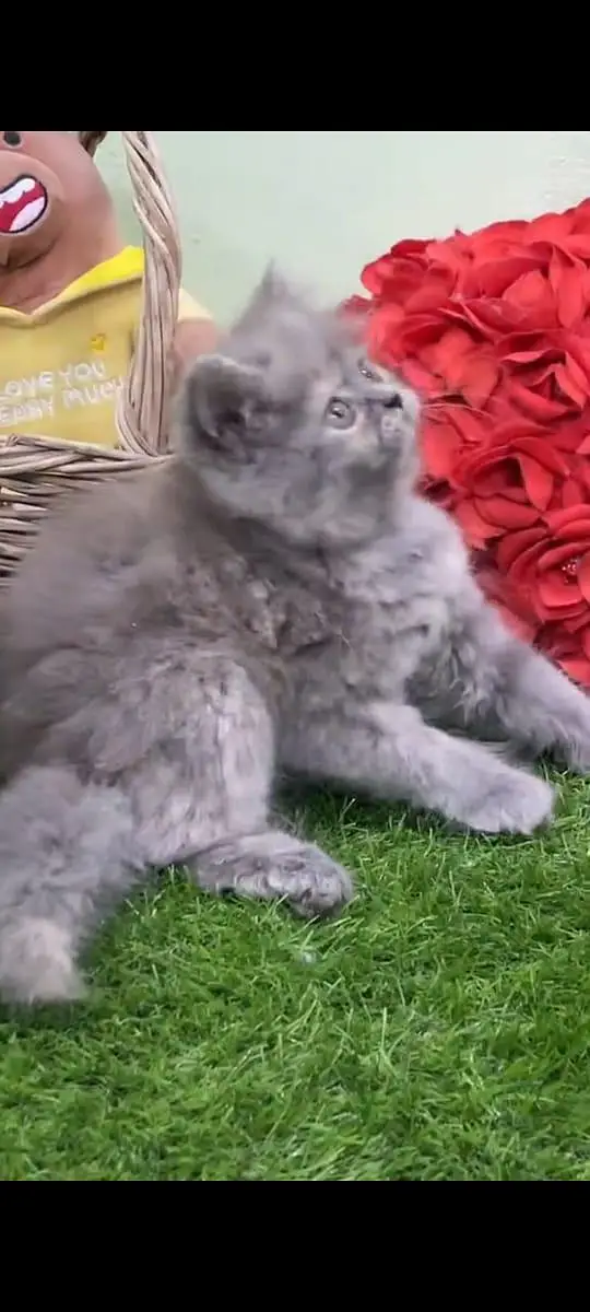 pure Persian cats vaccinated and healthy active WhatsApp/0346/4644037/ — photo 4