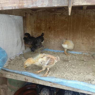 Sara nucle ka hens available ha