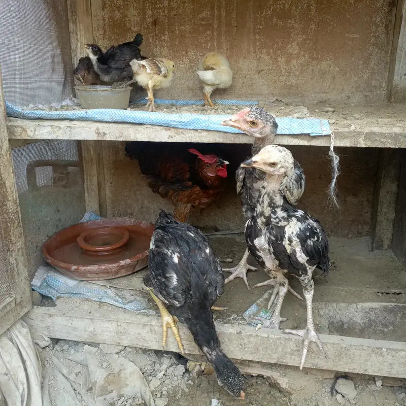 Sara nucle ka hens available ha — photo 2