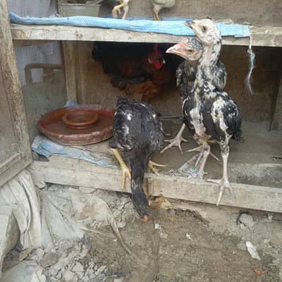 Sara nucle ka hens available ha