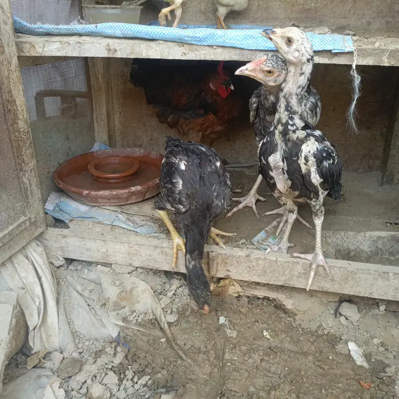 Sara nucle ka hens available ha — photo 3