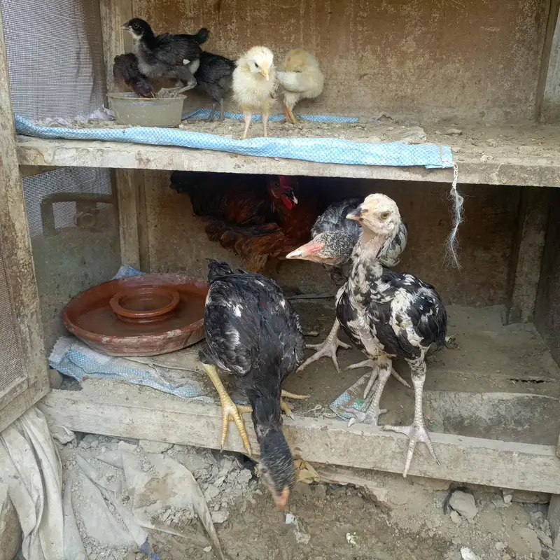 Sara nucle ka hens available ha — photo 4