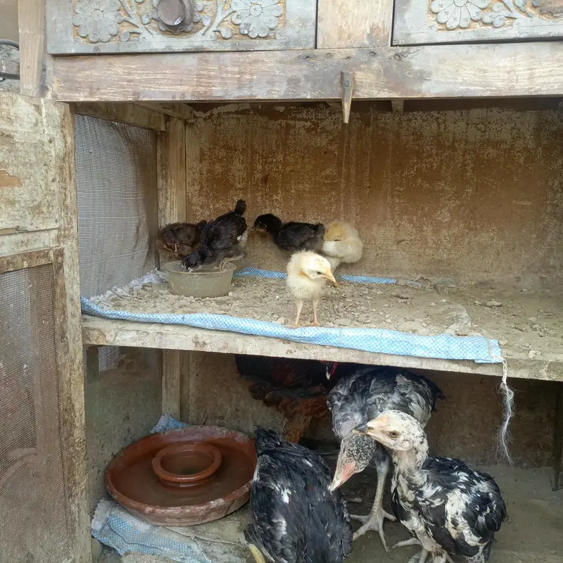 Sara nucle ka hens available ha — photo 5