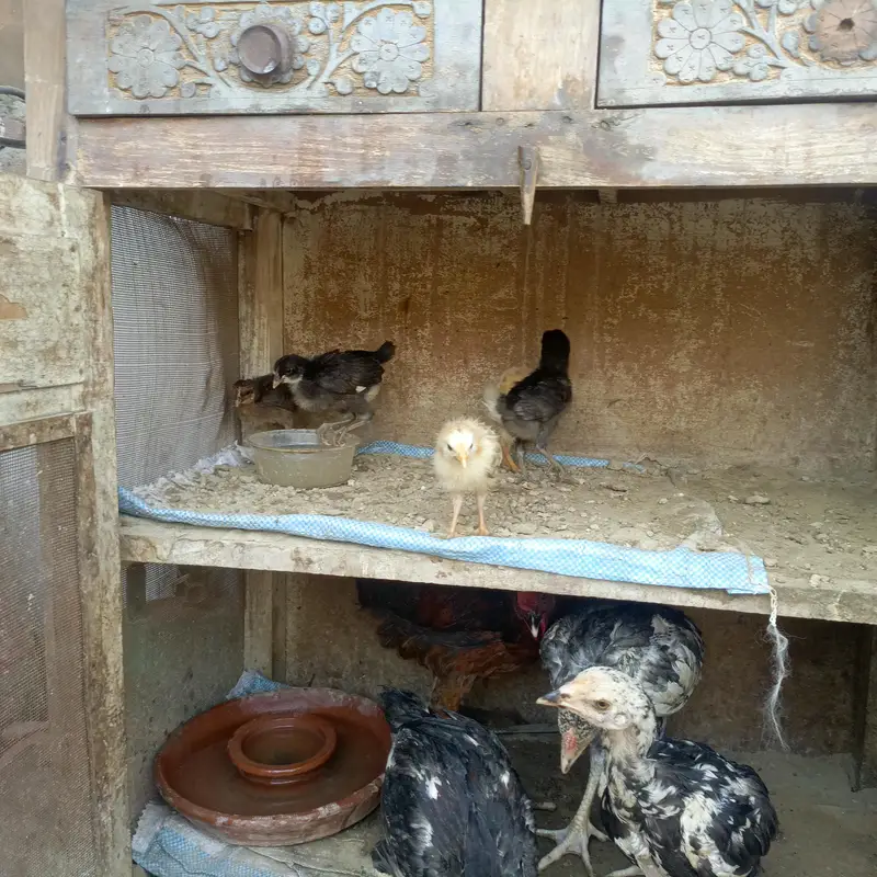 Sara nucle ka hens available ha — photo 6