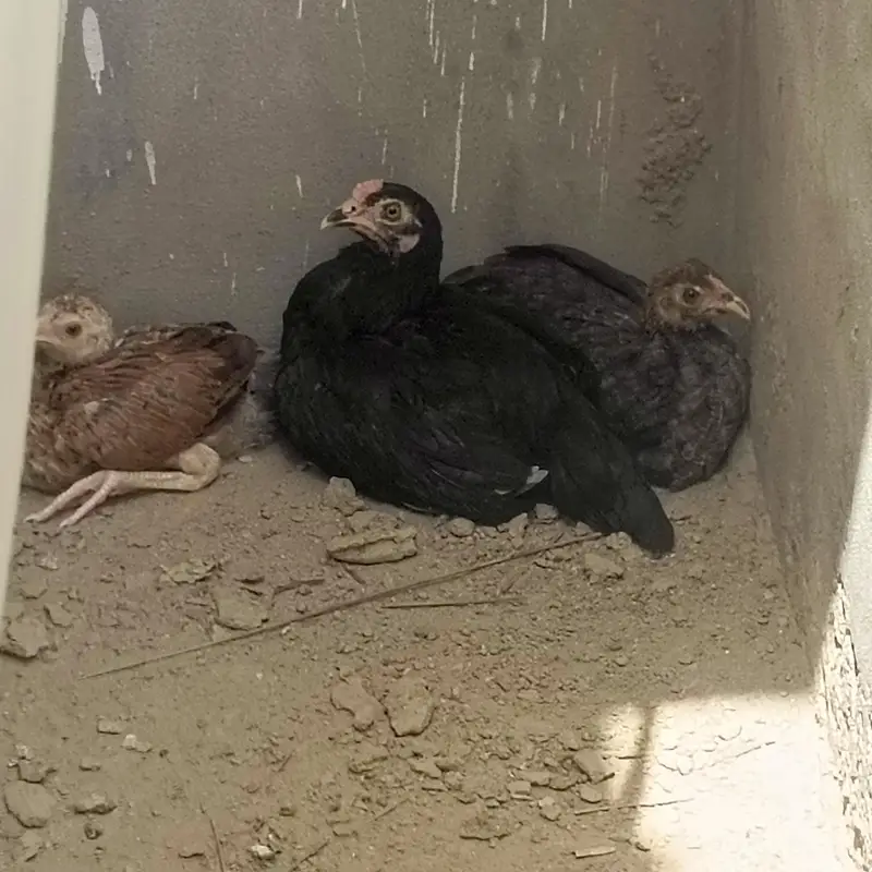 Sara nucle ka hens available ha — photo 7